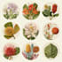 draw botanical illustration with hand drawn