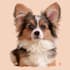pet portrait into cute disney style