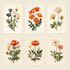 illustrate best botanical illustration