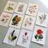 draw detailed botanical and plant illustrations