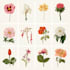 illustrate best botanical illustration