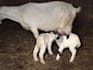 create authentic ugc videos with pets and farm animals