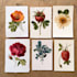 illustrate best botanical illustration