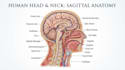 create anatomy, medical, and scientific illustrations