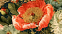 draw professional botanical and plant illustration