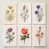 illustrate best botanical illustration
