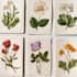 illustrate best botanical illustration