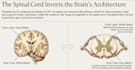 create clear brain and nervous system study guides