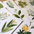 illustrate best botanical illustration
