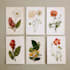 illustrate best botanical illustration