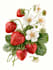 create botanical illustration of flower