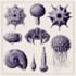 create scientific illustrations, diagrams and graphical abstract