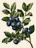 draw botanical illustration flower, plant