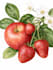 illustrate best botanical illustration
