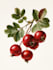 draw a botanical illustrations of flowers