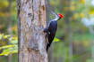 professionally edit your bird photography in lightroom