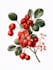 illustrate best botanical illustration