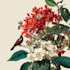 do a botanical illustration art