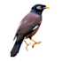 remove background from image professionally with transparent png