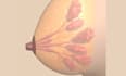 create 3d breast surgical procedure animation, plastic surgery mastopexy video