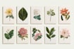 design best botanical illustration
