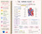 turn your messy notes into beautiful and readable notes