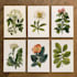 design botanical illustrations of flowers