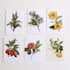 illustrate best botanical illustration