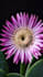create 3d flower animation, 3d flower model, 3d plant design, 3d plant animation