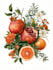 do botanical illustrations of flowers