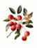 make botanical illustrations of flowers