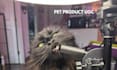 create authentic pet product ugc videos featuring my cats