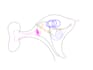 create scientific illustrations and medical diagrams
