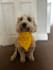 create ugc pet videos