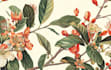 illustrate best botanical illustration