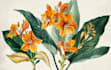 illustrate best botanical illustration