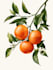 draw a scientific illustration