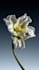 make 3d flower animation flower model plant model rendering 3d plant animation