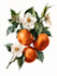 illustrate best botanical illustration