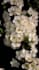 make 3d plant animation, 3d flower animation, 3d flower model, flower animation