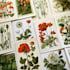 do a botanical illustration
