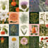 do a botanical illustration