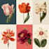 do a botanical illustration