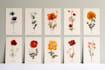 create botanical line art illustration and hand drawn