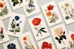make paint watercolour botanical illustrations