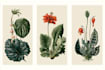 create botanical illustration of flowers