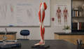 create 3d anatomy animation human anatomy animation 3d anatomical models
