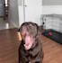 film ugc pet content featuring my dogs
