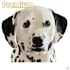 provide digital pet portraits