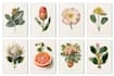 draw vector botanical illustrations of plants